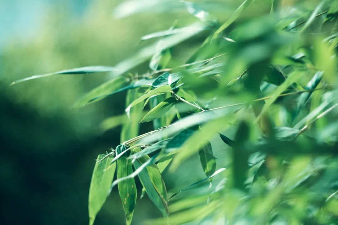 人之助丨端午安康，粽有情誼！